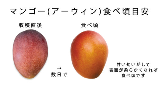 沖縄マンゴーの美味しい 食べ頃・切り方・見分け方を教えます